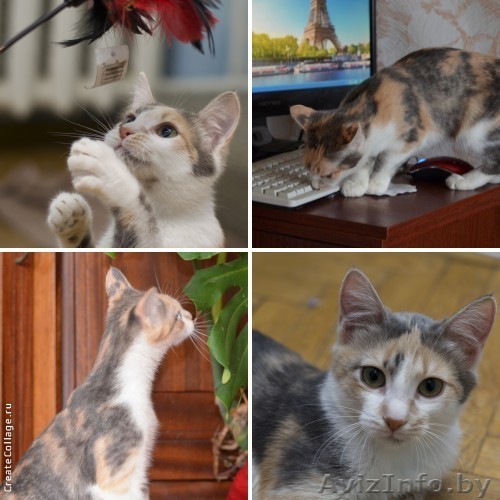 Котёнок черпахового окраса  пастельных тонов 6 мес Машенька в дар! - Изображение #1, Объявление #904532