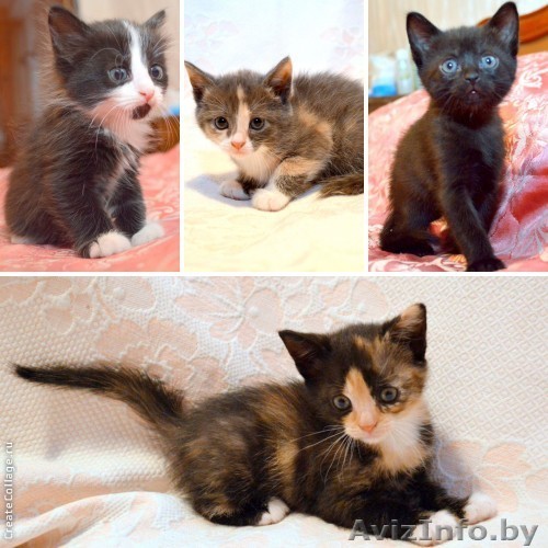 Котята пушистые -  с дымом и цветныё  - 1 мес. в дар! - Изображение #1, Объявление #900844