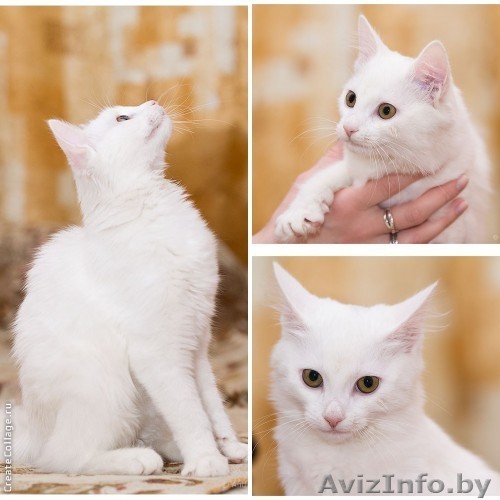 Белоснежная нежность  - малышка Оленька в  дар! - Изображение #1, Объявление #903328