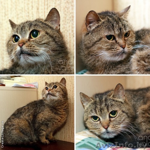 Британско – персидский коктейль – метиска в дар! - Изображение #1, Объявление #893299