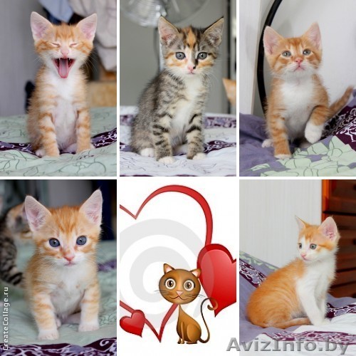 Котята рыжики и тигруша 1,5 мес в дар! - Изображение #1, Объявление #903972