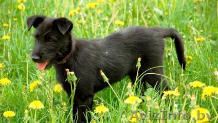 Щенок Гера в дар , в добрые руки! - Изображение #1, Объявление #903034