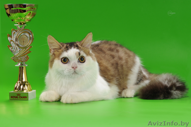 Титулованный жених для вислоухой кошечки - Изображение #1, Объявление #905654