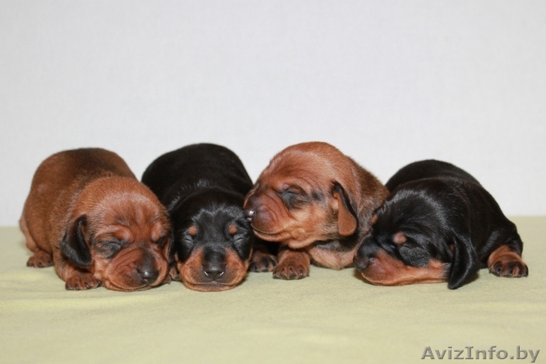 Продаются щенки  гладкошерстной такс - Изображение #1, Объявление #893281