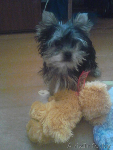 йоркширский терьер элитные родители продажа - Изображение #1, Объявление #897054