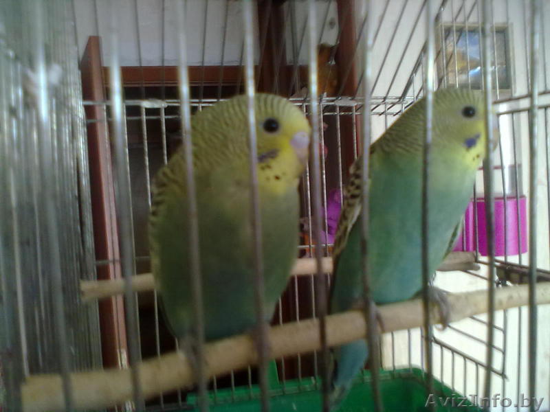 продам волнистых попугайчиков. - Изображение #1, Объявление #893215
