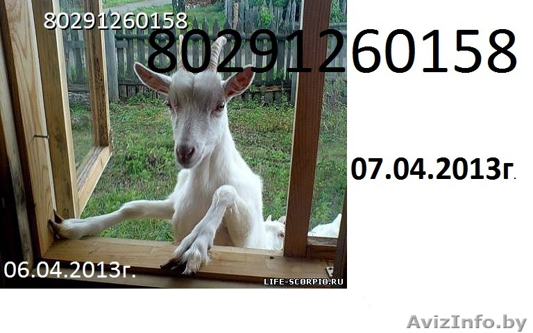 Козье молоко продаю - Изображение #1, Объявление #907995