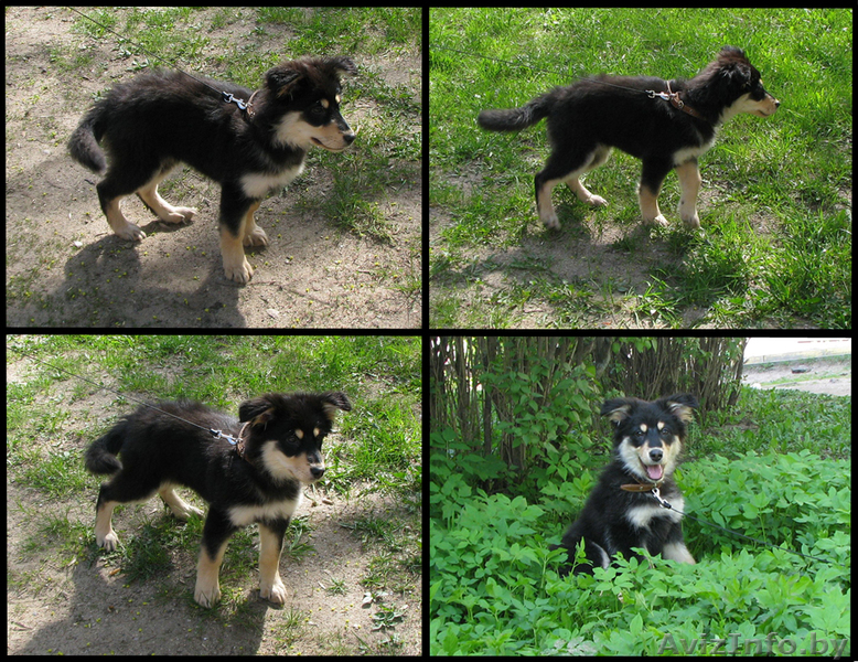 Яркая щенуля ищет новый дом! - Изображение #1, Объявление #898792