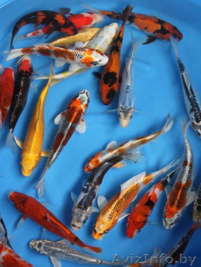 Карпы кои  от 10см. до 20см. - Изображение #1, Объявление #901057