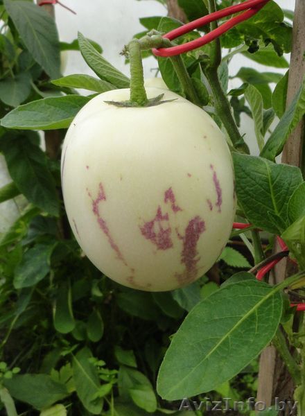 Укорененные саженцы ПЕПИНО  - Изображение #1, Объявление #894513