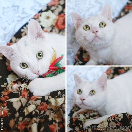 Белоснежный красавец Лямур в дар! - Изображение #1, Объявление #893301