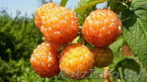 КФХ Сад Помолейко А.В. - Изображение #1, Объявление #896449