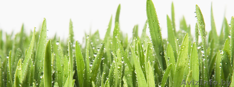 Тканый газон -полипропиленовое полотно с семенами газонных трав - Изображение #1, Объявление #916626