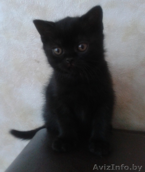 Британский мальчик чёрного окраса. - Изображение #1, Объявление #922207