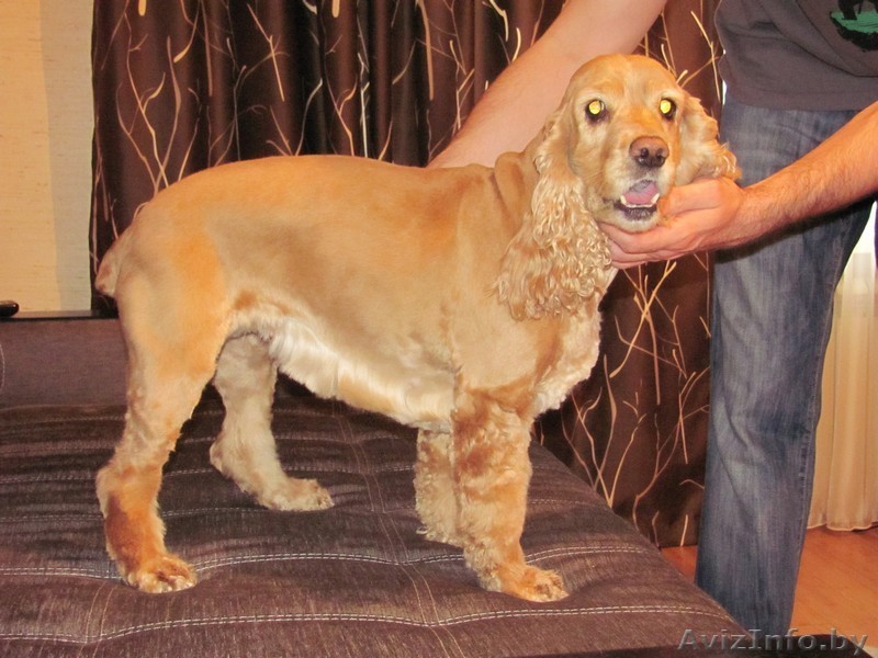 Стрижка собак в Минске - Изображение #1, Объявление #932510