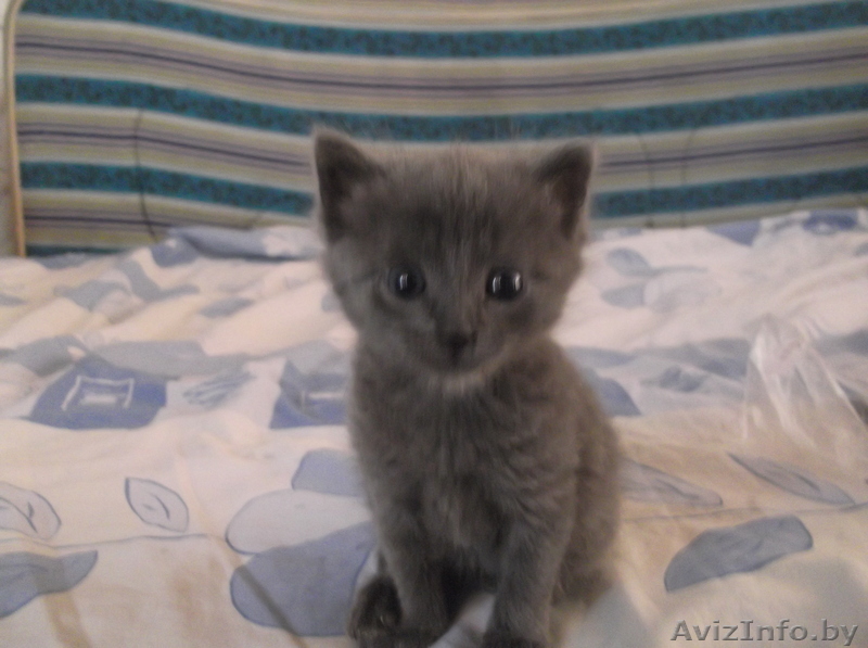 Котеночек в дар - Изображение #1, Объявление #930515