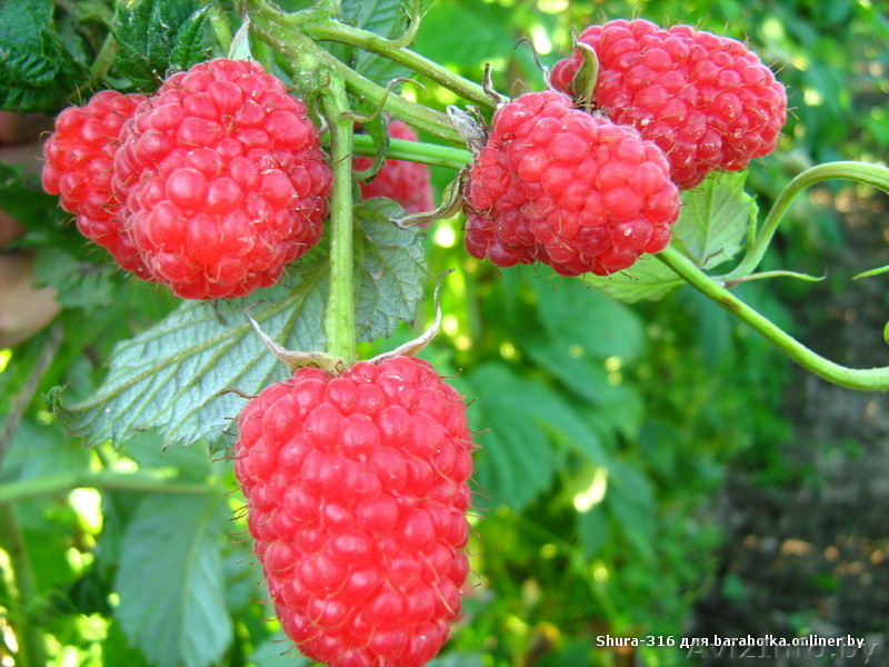 Саженцы плодовых, ягодных и декоративных культур - Изображение #1, Объявление #217138