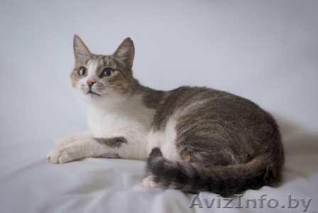 Василиса Прекрасная ! Молоденькая кошечка в дар , в добрые руки! - Изображение #1, Объявление #947552