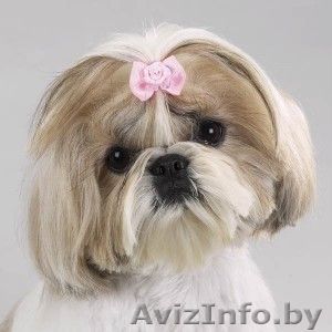 Стрижка собак декоративных пород с выездом на дом . - Изображение #1, Объявление #948779