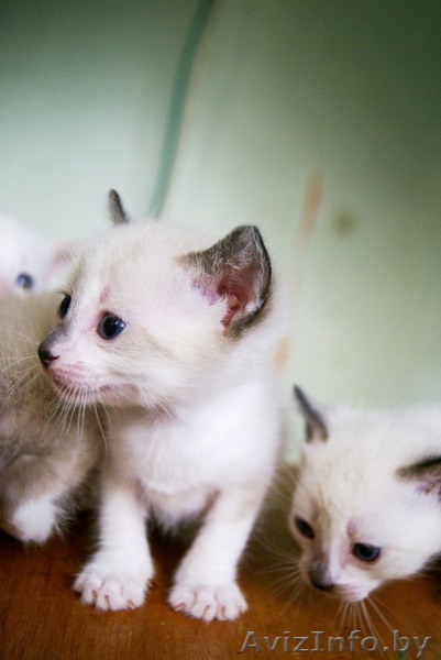 котятки ищу хозяев - Изображение #1, Объявление #939701