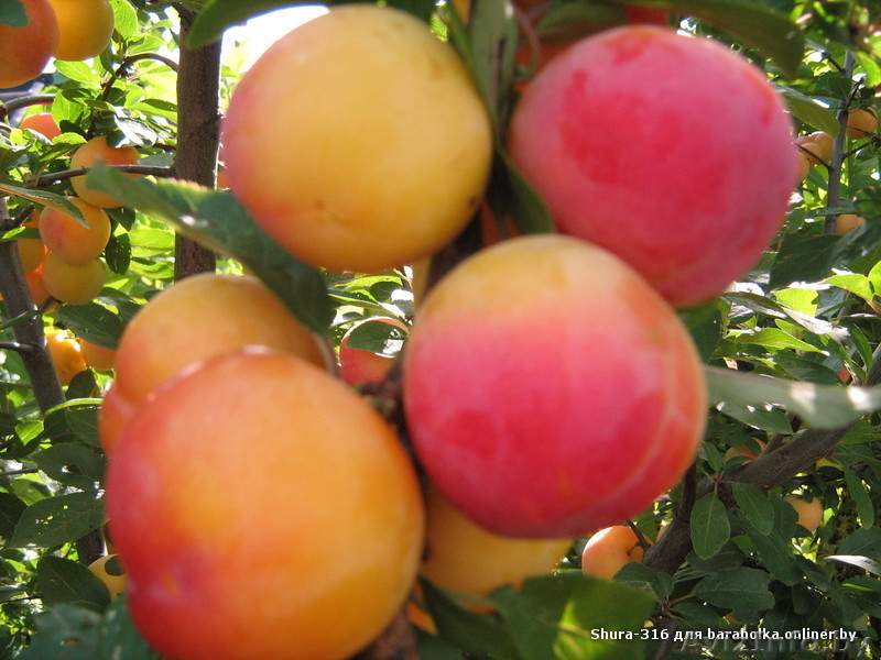 Саженцы оптом - Изображение #1, Объявление #81537