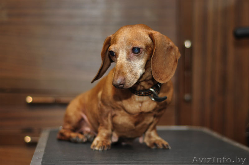 найдена рыжая ТАКСА! - Изображение #1, Объявление #947714