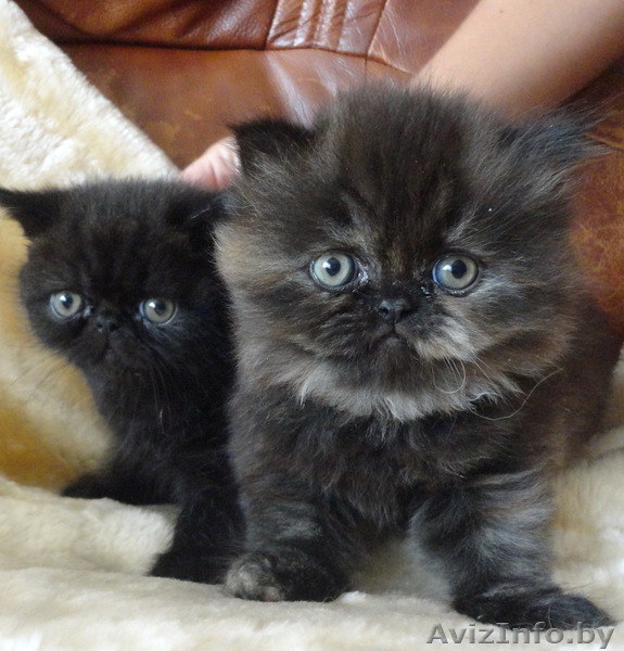 Предлагаются элитные котята - Изображение #1, Объявление #950812