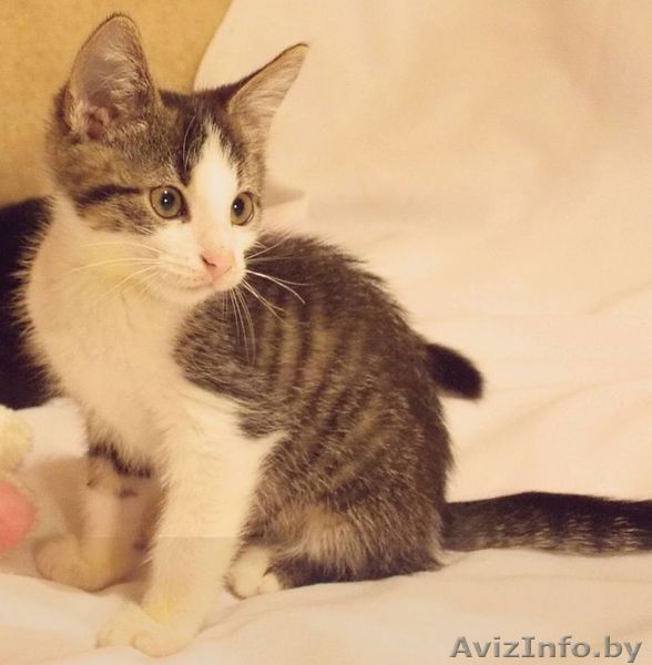 Котенок в дар , в добрые руки! - Изображение #1, Объявление #943403