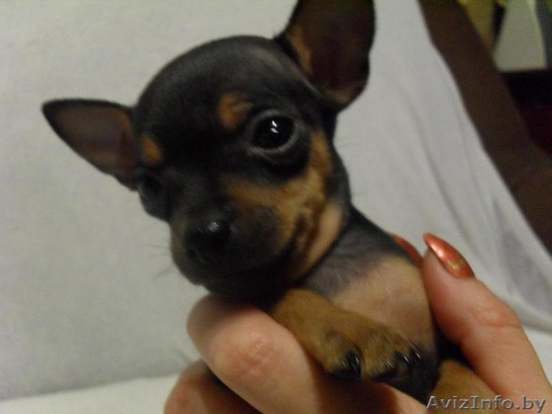 Русского той-терьера гладкошерстного щенки. - Изображение #1, Объявление #937590