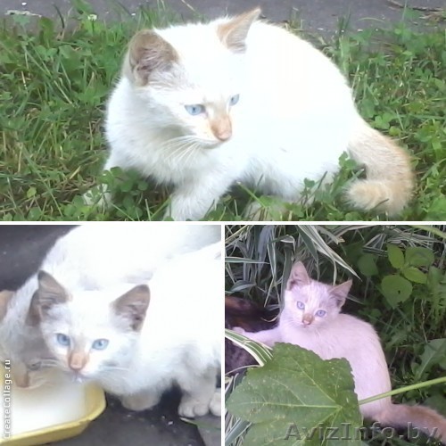 Сиамский или тайский котенок 3 мес. ищет новую семью! В дар. - Изображение #1, Объявление #938706