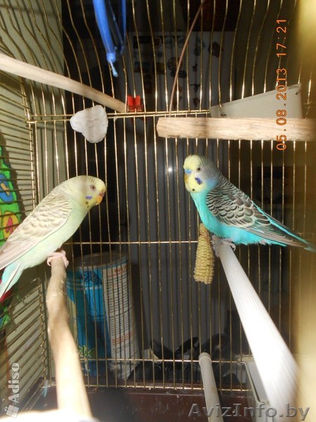 Продам парочку волнистых попугаев - Изображение #1, Объявление #939864