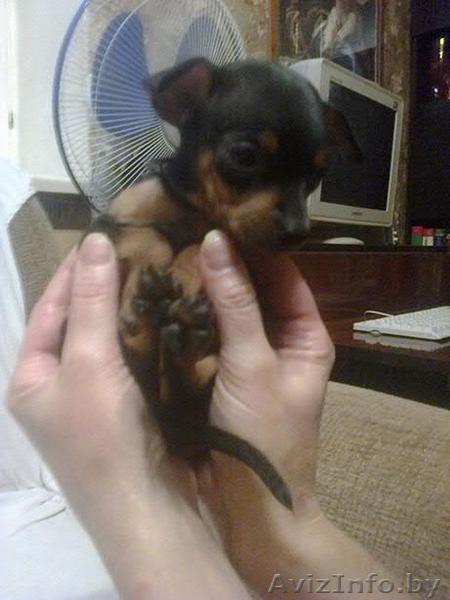  той-терьера гладкошерстного щенки. - Изображение #1, Объявление #953909