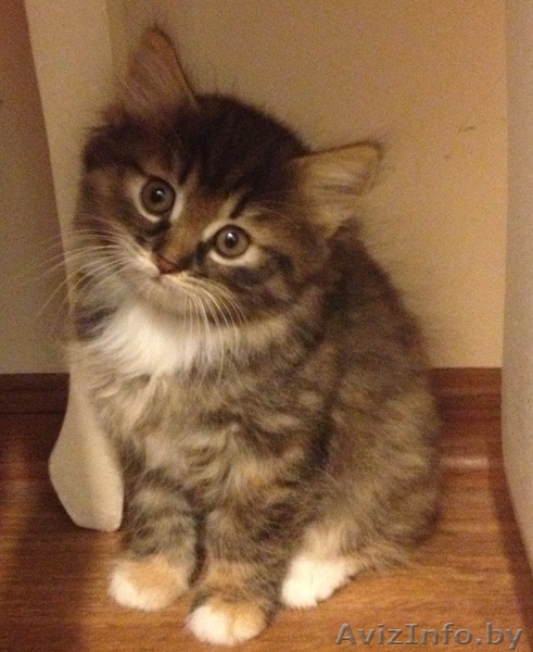 Котята в добрый дом - Изображение #1, Объявление #957156