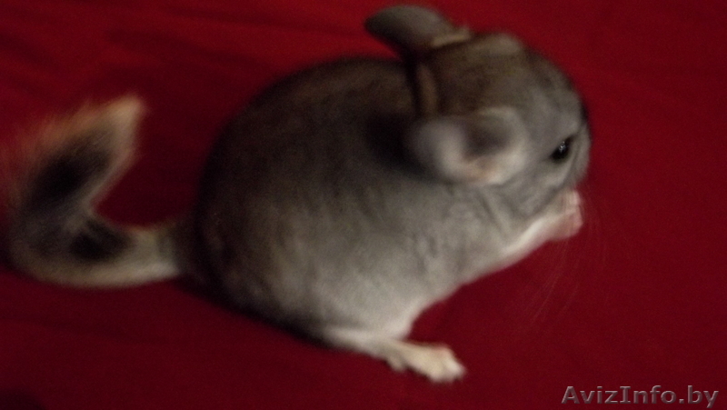 Продам шиншилл.РУЧНЫЕ И УМНЫЕ ЖИВОТНЫЕ! - Изображение #1, Объявление #957187