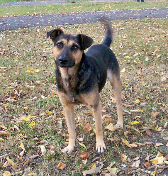 Собака на охрану. Продаем бесплатно - Изображение #1, Объявление #984185