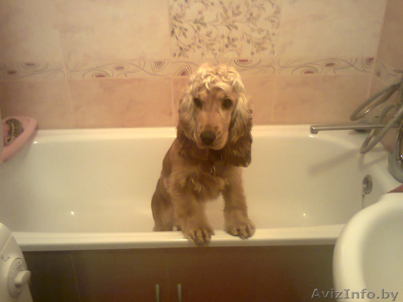 эмалировка - реставрация ванн на дому! минск .марьина горка .червень. - Изображение #1, Объявление #968134