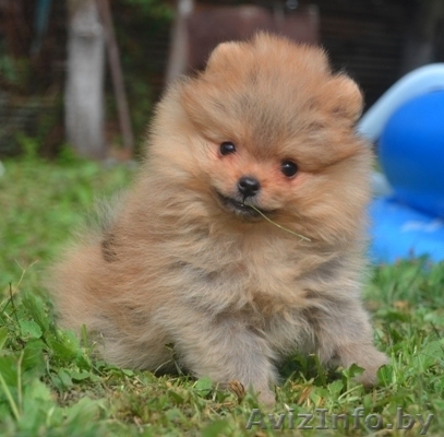 Щенки померанского шпица продаются от питомника возраст 4 мес. родители чмпионы. - Изображение #1, Объявление #977365