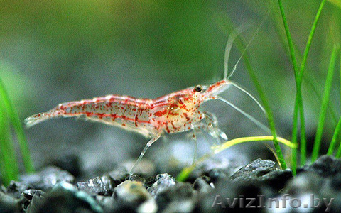 Креветки неокардины - Изображение #1, Объявление #968416