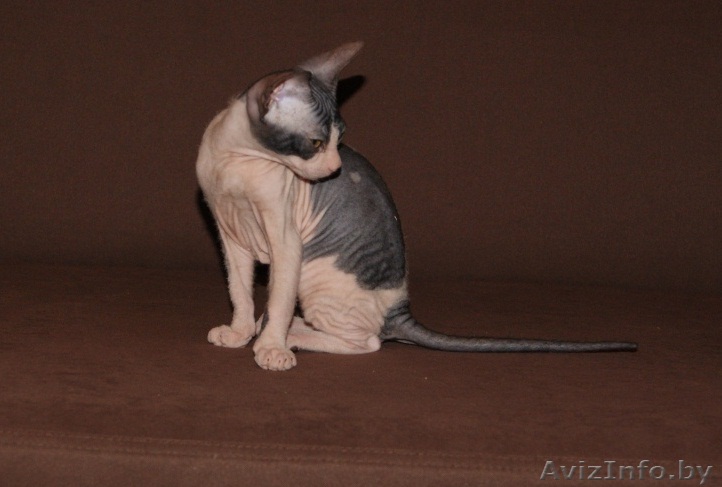 Донской сфинкс , девочка 2,5 мес.  с документами, привита, велюр - Изображение #1, Объявление #990022
