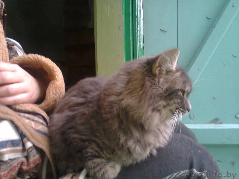 Найден шикарный кот. Отдам в хорошие руки. - Изображение #1, Объявление #999034