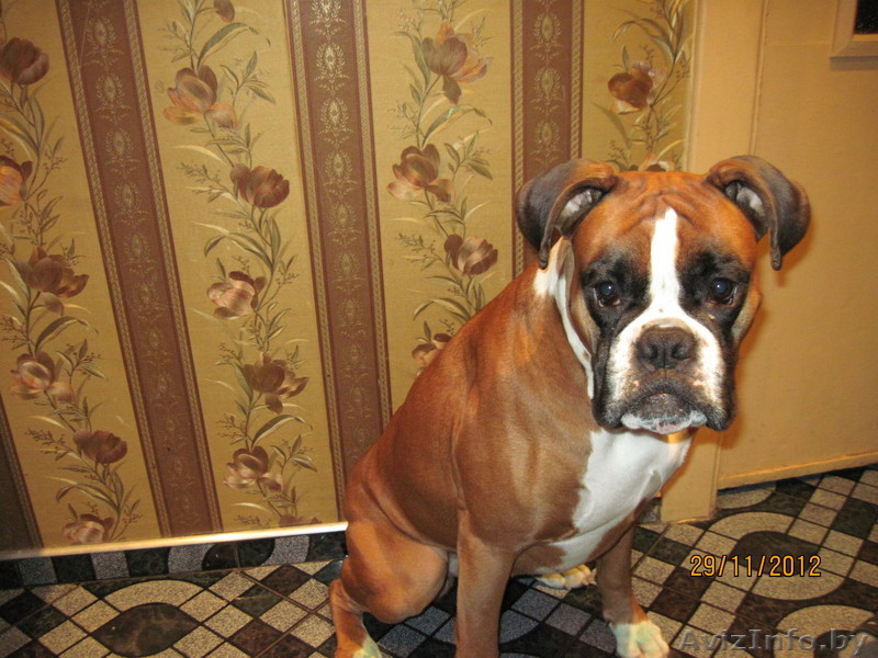 Боксер в хорошие руки. срочно! - Изображение #1, Объявление #986305