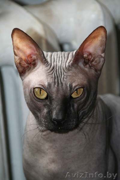 Элитный кот донской сфинкс вязка - Изображение #1, Объявление #993764