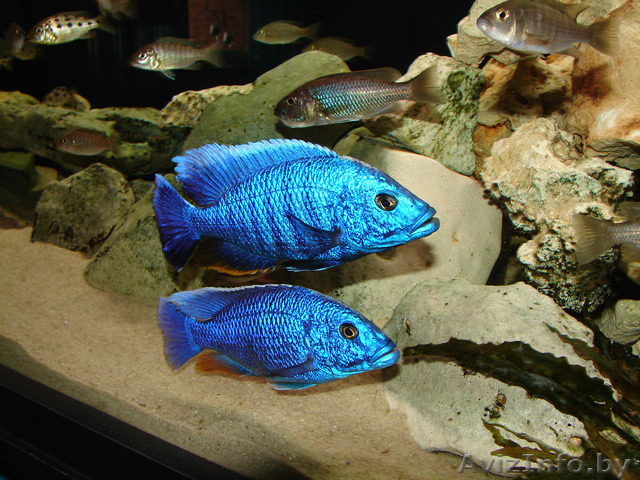 Васильки - Аквариумные рыбки - Изображение #1, Объявление #992150