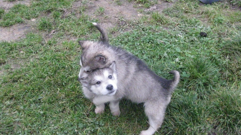  аляскинсКИЙ маламут ПОРОДИСТЫЙ ЩЕНОК - Изображение #1, Объявление #1002227