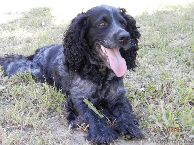 русский спаниель - Изображение #1, Объявление #1004169