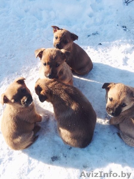 помогите щенкам найти дом - Изображение #1, Объявление #1007531