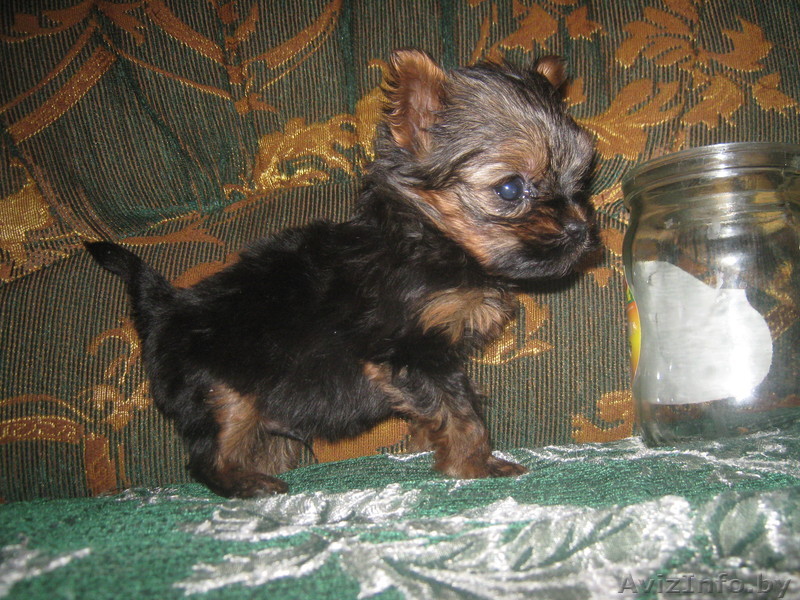 йоркширский терьер щенки мини продам - Изображение #1, Объявление #1019428