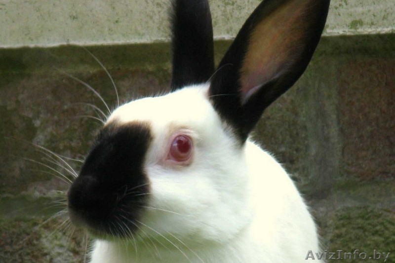 Кролики калифорнийской породы, разного возраста - Изображение #1, Объявление #1019307