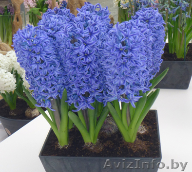 Продажа  гиацинтов к 8 марта - Изображение #1, Объявление #1019807