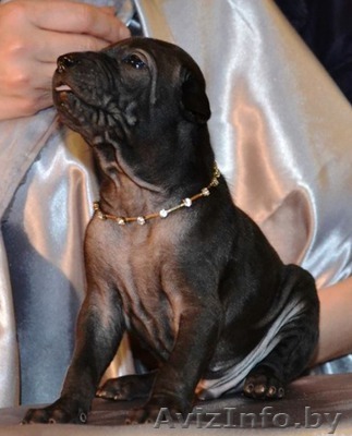 Продам щенков Тайского Риджбека - Изображение #1, Объявление #1027133